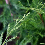 Cupressus Leylandii Ciprés Setos Todo el Año