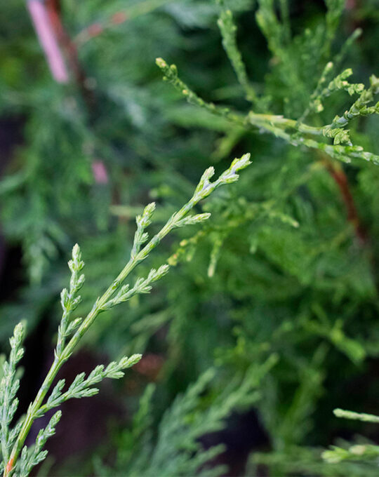 cupressus-leylandii-cipres-seto-follaje