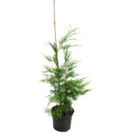 Cupressus Leylandii Ciprés Setos Todo el Año