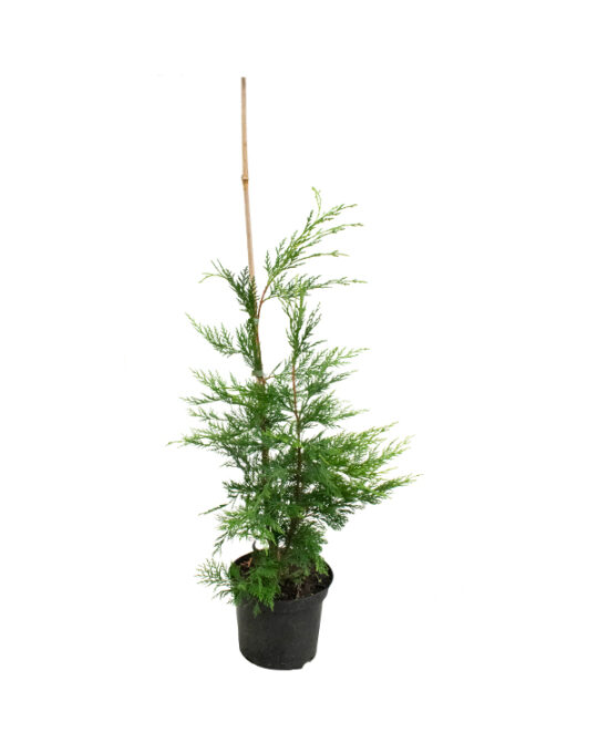 cupressus-leylandii-cipres-seto-siempreverde