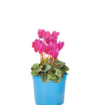 Cyclamen Mini Km0
