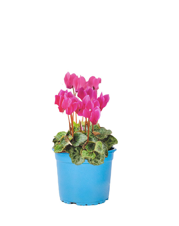 cyclamen-mini-planta-exterior-otono-invierno