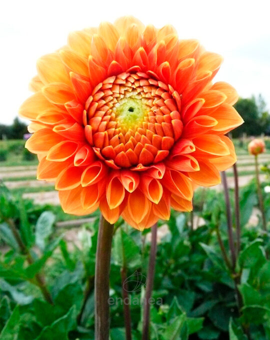 dahlia-bola-sylvia-bulbo-flores