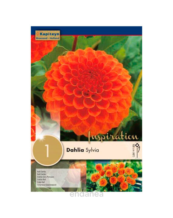 Bulbo Dahlia Bola Sylvia Primavera