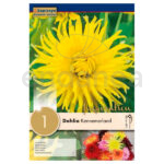 Dahlia Cactus Kennemerland Bulbo de Primavera