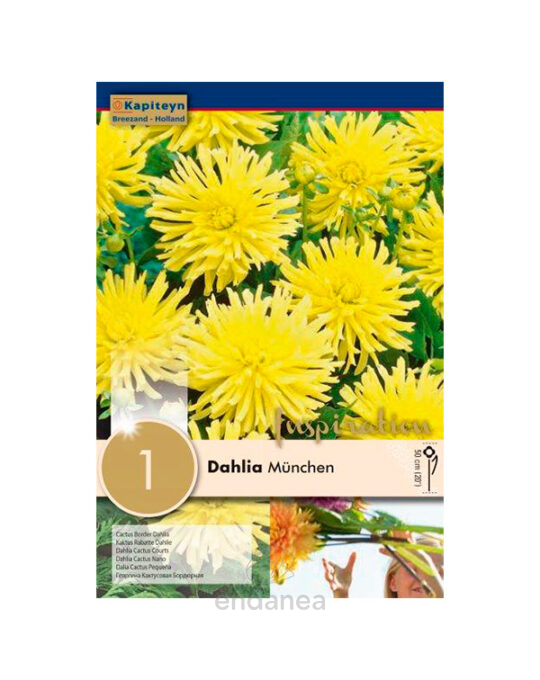 dahlia-cactus-pequena-munchen-bulbo
