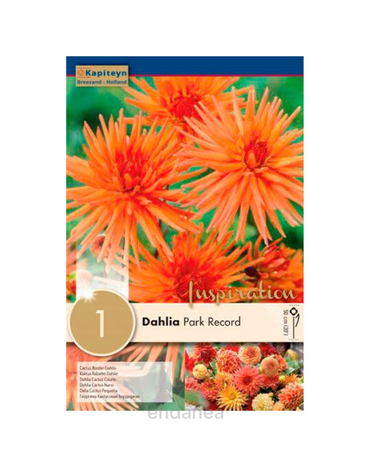 dahlia-cactus-pequena-park-record-bulbo