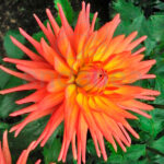 Bulbo Dahlia Cactus Pequeña Park Record Flores