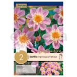 Bulbo Dahlia Collerette Impression Famoso