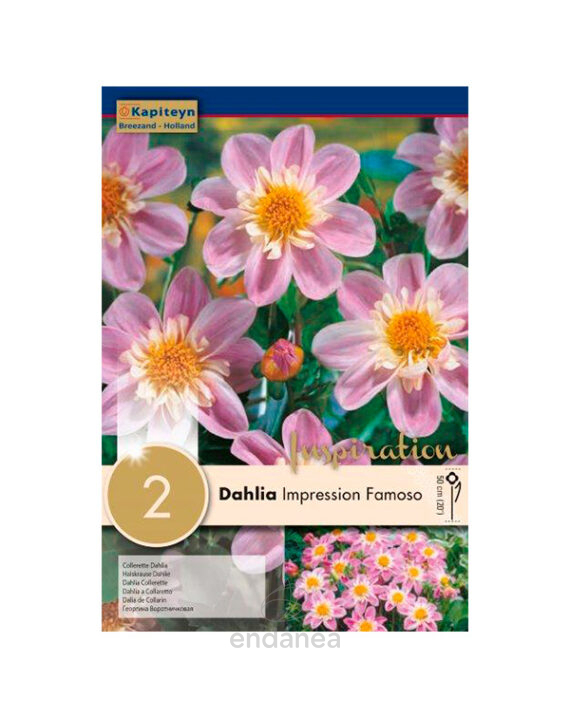 Bulbo Dahlia Collerette Impression Famoso