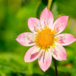 Bulbo Dahlia Collerette Impression Famoso Flor