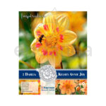 Bulbo Dahlia Collerette Kelsey Annie Joy