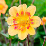 Bulbo Dahlia Collerette Kelsey Annie Joy Flor