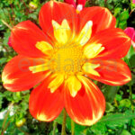 Bulbo Dahlia Collerette Pooh Flor
