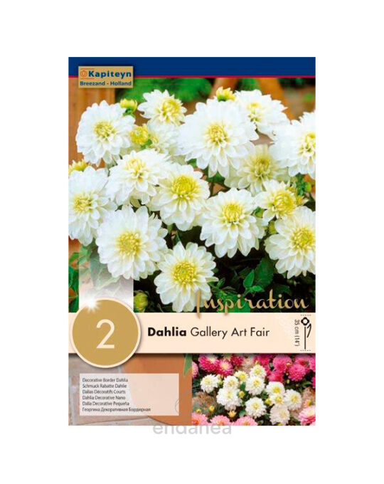 dahlia-decorativa-gallery-art-fair-bulbo