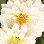 Dahlia Decorativa Gallery Art Fair Flor