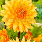 Dahlia Decorativa Glorie Van Noordwijk Flor