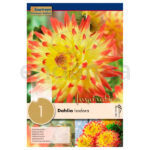 Bulbo Dahlia Decorativa Isadora