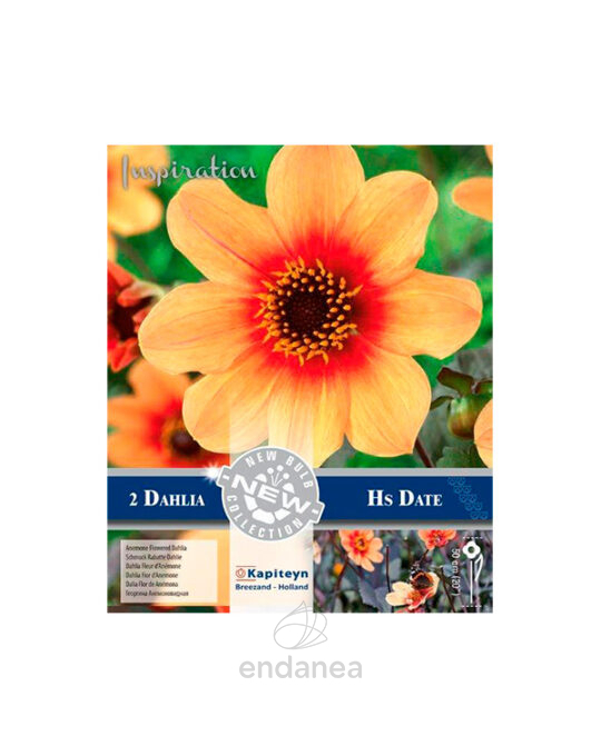 dahlia-flor-de-anemona-hs-date-bulbo