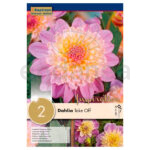 Bulbo Dahlia Flor de Anémona Take Off