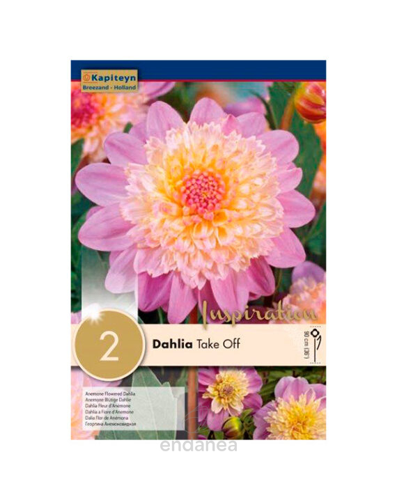 Bulbo Dahlia Flor de Anémona Take Off