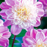 Bulbo Dahlia Flor de Anémona Take Off Flor