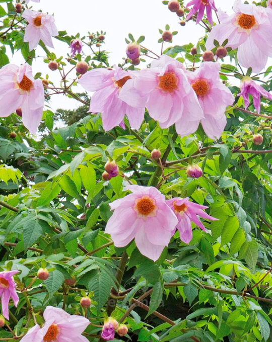 dahlia-imperialis-bulbo-flor