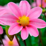 Bulbo Dahlia Topmix Pink flores