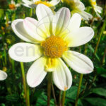 Bulbo Dahlia Topmix White Flores