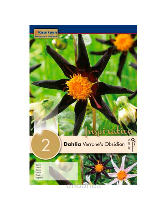 dahlia-verrones-obsidian-bulbo-primavera