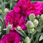 Dianthus Mix Clavelina Planta de Exterior Fucsia