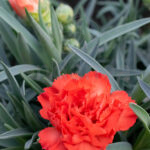 Dianthus Mix Clavelina Planta de Exterior Naranja