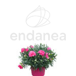 Dianthus Mix Clavelina Planta de Exterior