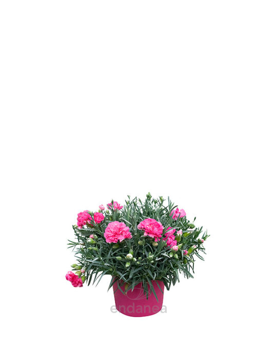dianthus-planta-de-exterior-primavera-verano