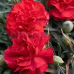 Dianthus Mix Clavelina Planta de Exterior Rojo