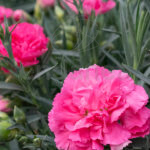 Dianthus Mix Clavelina Planta de Exterior Rosa