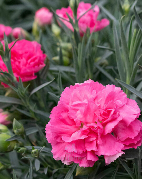 dianthus-planta-de-exterior-rosa