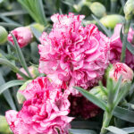 Dianthus Mix Clavelina Planta de Exterior Rosa-Blanco