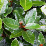 Elaeagnus Ebbingei Setos Todo el Año Hojas