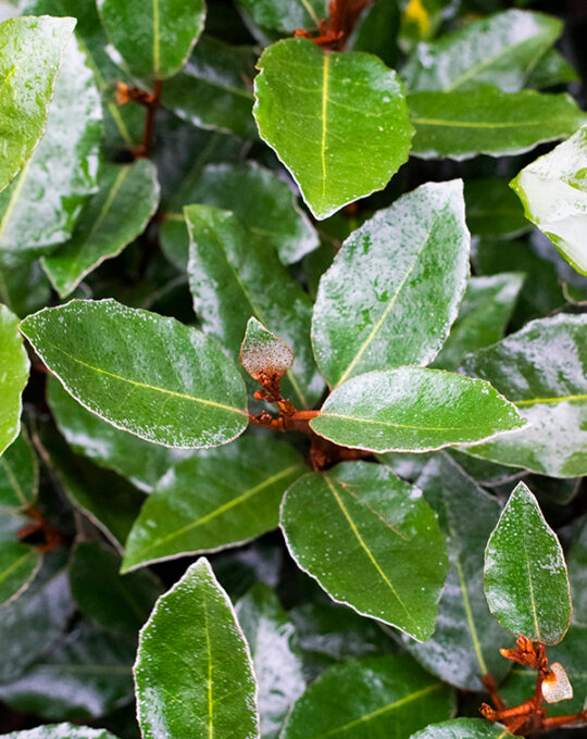 elaeagnus-ebbingei-setos-hojas