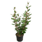 Elaeagnus Ebbingei Setos Todo el Año