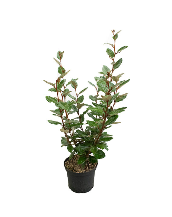 Elaeagnus Ebbingei Setos Todo el Año