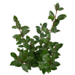 Elaeagnus Ebbingei Setos Todo el Año