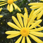 Euryops Margarita Amarilla Flores