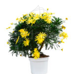 Euryops Margarita Amarilla - Planta de Exterior