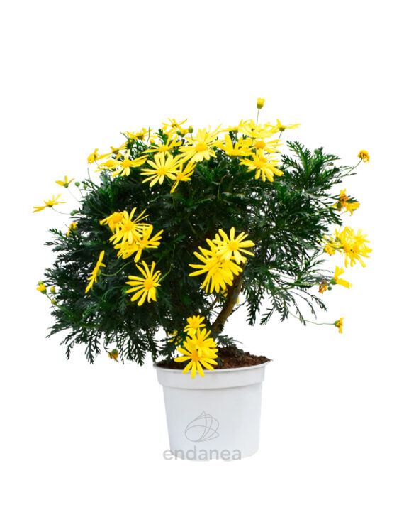 Euryops Margarita Amarilla - Planta de Exterior