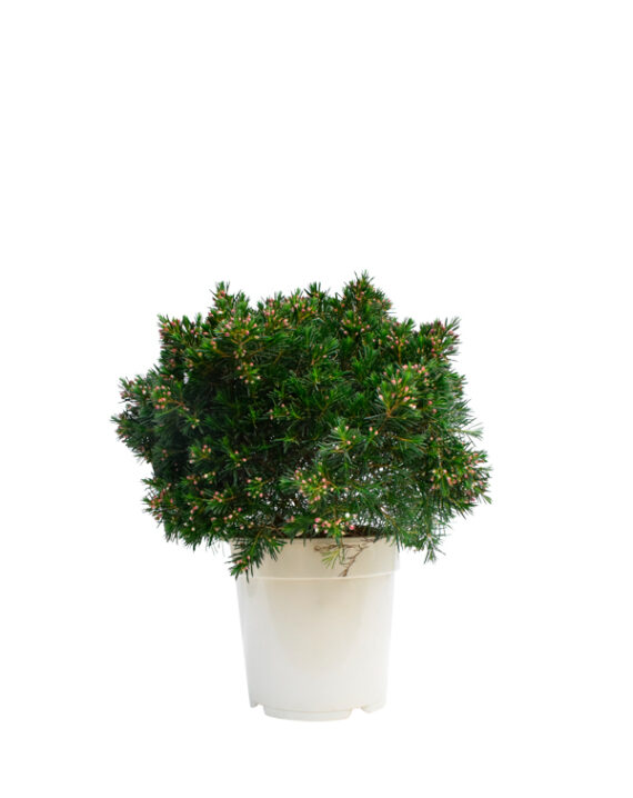 Chamelaucium Uncinatum (Flor de Cera)