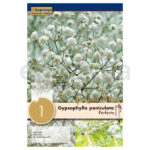 Bulbo Gypsophylla Paniculata Perfecta