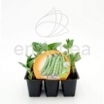 Habas Planta 6 unidades Planta Hortícola