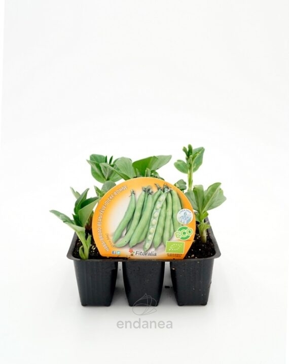 Habas Planta 6 unidades Planta Hortícola